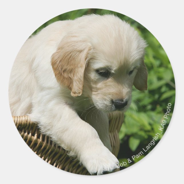 Sticker Rond Golden Retriever Puppy (Devant)