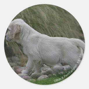 Sticker Rond Golden Retriever Puppy Standing