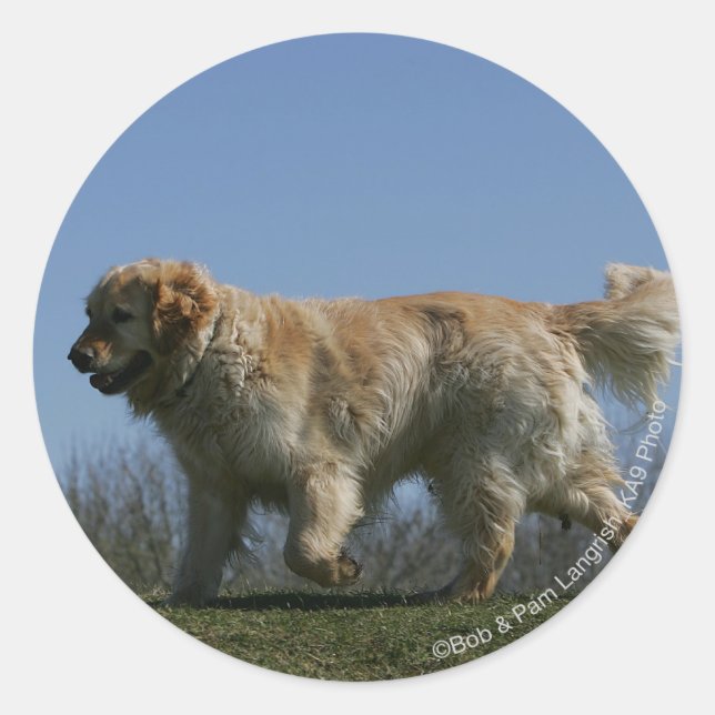 Sticker Rond Golden Retriever Running 3 (Devant)