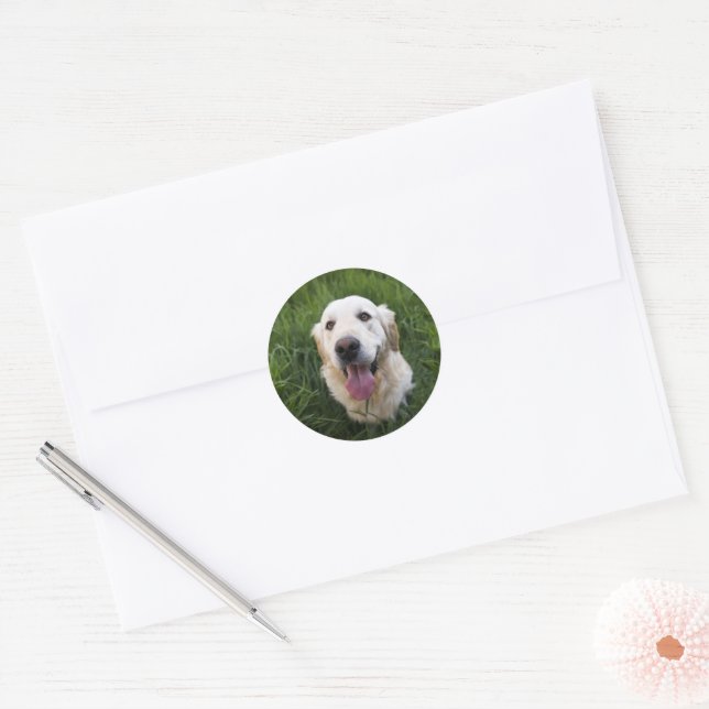 Sticker Rond Golden Retriever souriant (Enveloppe)