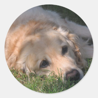 Sticker Rond Golden Retriver Reting in the Grass Photo
