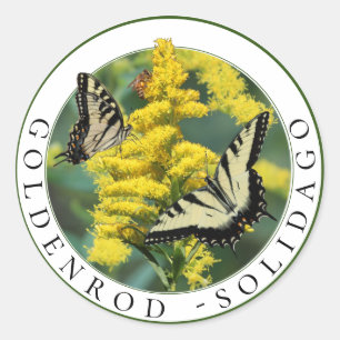 Sticker Rond Goldenrod Solidago et Tiger Swallowtail Butterfly