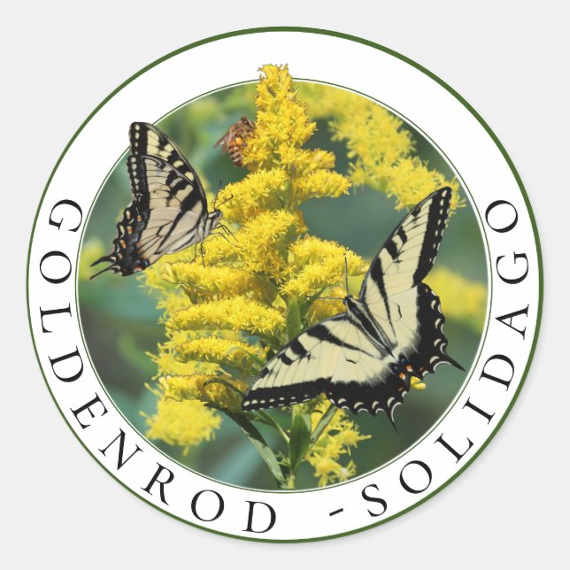 Sticker Rond Goldenrod Solidago et Tiger Swallowtail Butterfly (Devant)