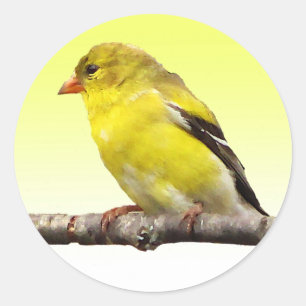 Sticker Rond Goldfinch