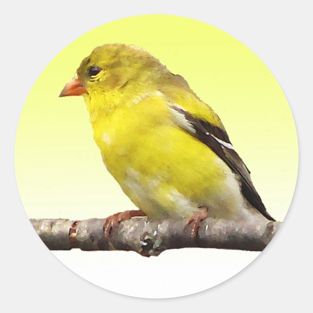Sticker Rond Goldfinch (Devant)