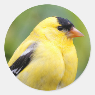 Sticker Rond Goldfinch américain masculin sur le bambou