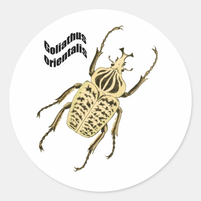 Sticker Rond Goliathus orientalis (Devant)