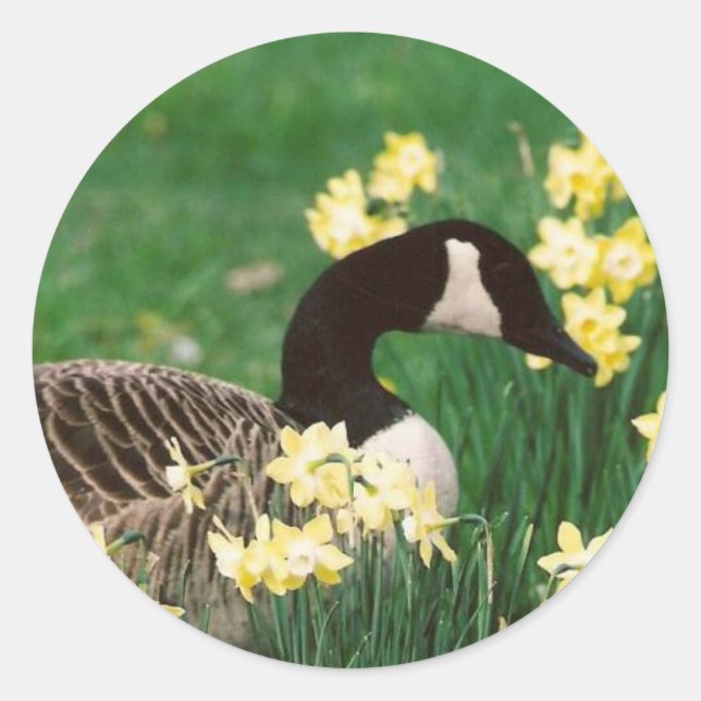 STICKER ROND GOOSE AVEC DAFFODILS (Devant)