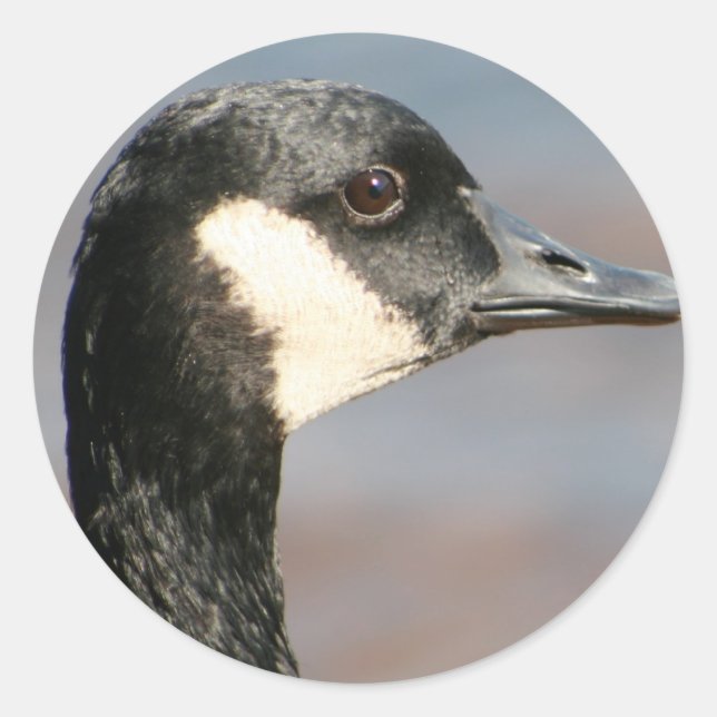 Sticker Rond Goose Closeup (Devant)