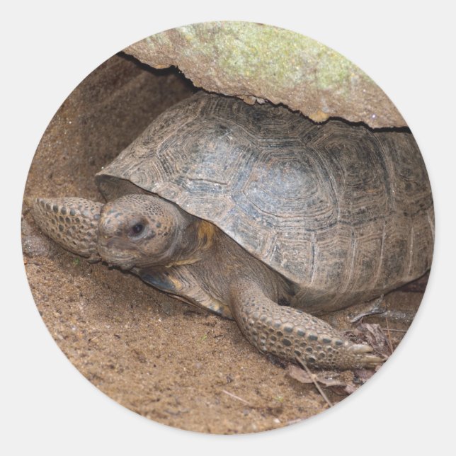 Sticker Rond Gopher Turtle (Devant)