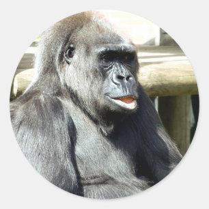 STICKER ROND GORILLA