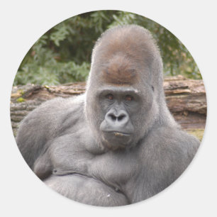 Sticker Rond Gorilla_021