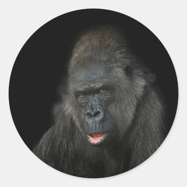 Sticker Rond Gorilla Biddy (Devant)