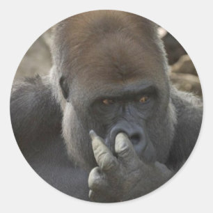 Sticker Rond gorilla cueillir son nez - eeeewwwwwww!