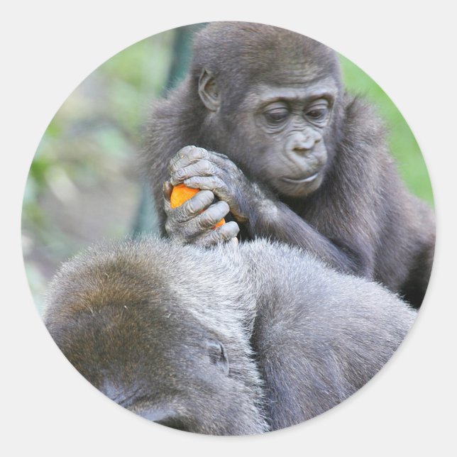 Sticker Rond Gorilla et bébé (Devant)