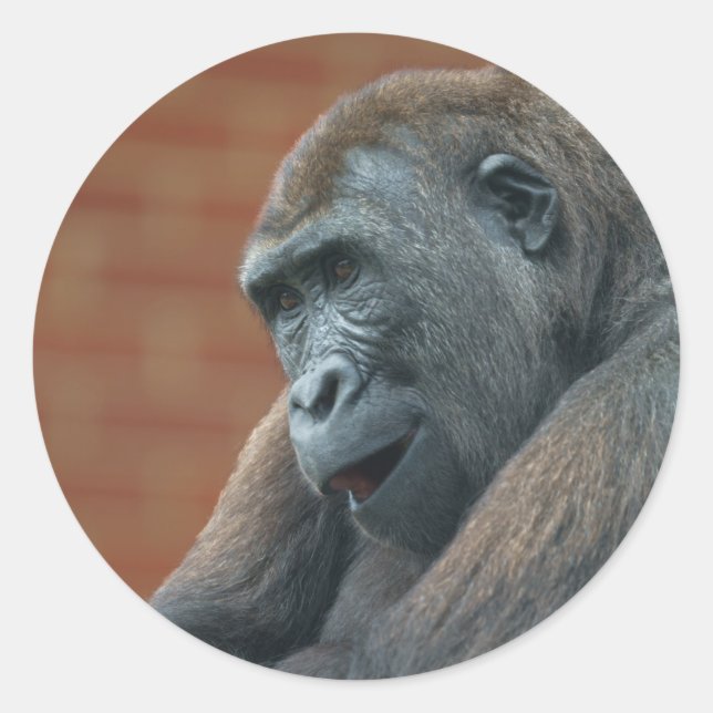 Sticker Rond Gorilla Shufai (Devant)