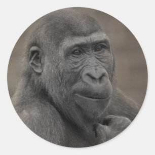 Sticker Rond Gorilla Shufai
