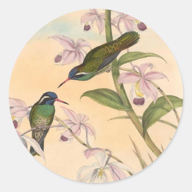 Sticker Rond Gould Hummingbirds et Orchidées (Devant)