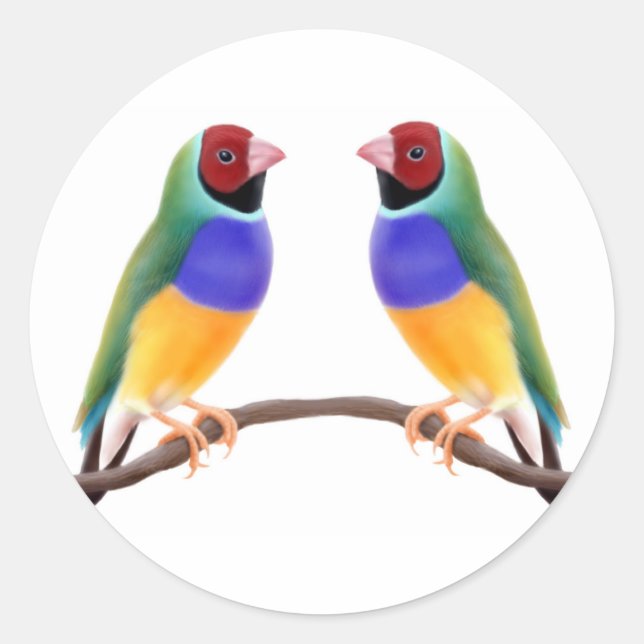 Sticker Rond Gouldian Finch Friends (Devant)