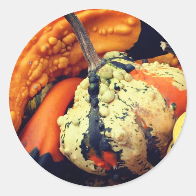 Sticker Rond Gourdes fantaisie Nature (Devant)