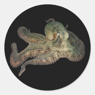 Sticker Rond Grand octapi de poulpe d'océan