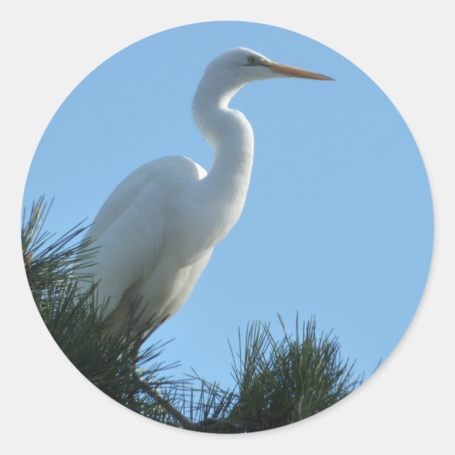 Sticker Rond Grande Aigrette en Floride ensoleillée (Devant)