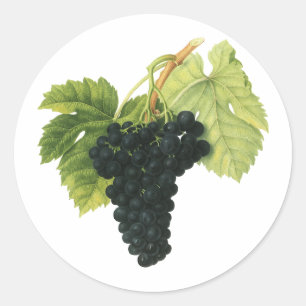 Sticker Rond Grappe de raisin rouge biologique de vin vintage,