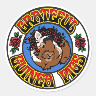 Sticker Rond Gratuit Cochon De Guinée