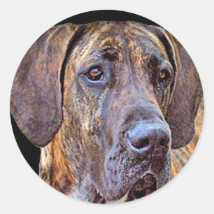 Sticker Rond "Great dane "