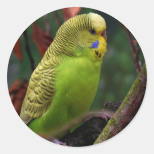 Sticker Rond Green Budgie