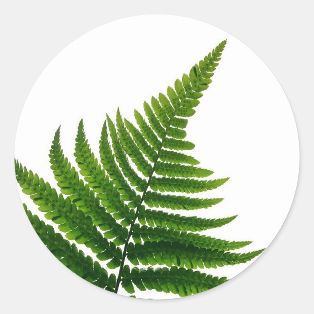 Sticker Rond Green Fern Print Woodlands Leaf (Devant)