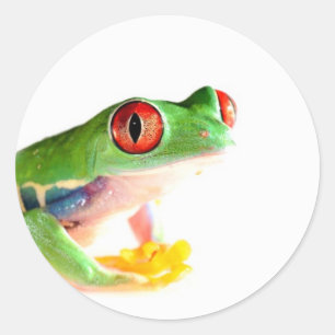 Sticker Rond grenouille