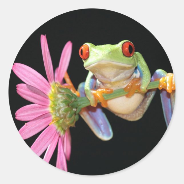 Sticker Rond grenouille (Devant)