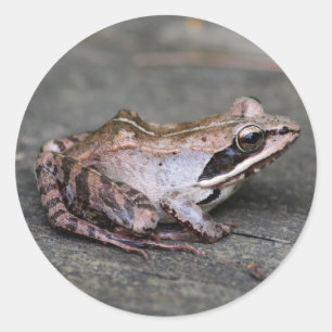 Sticker Rond Grenouille à bois