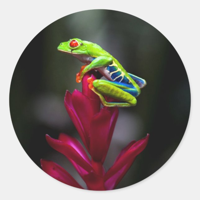 Sticker Rond Grenouille aux yeux rouges (Devant)