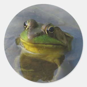 Sticker Rond Grenouille avec attitude