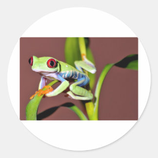 Sticker Rond grenouille d'arbre observée par rouge