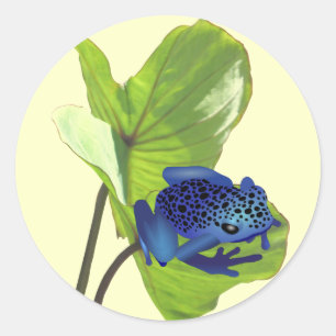 Sticker Rond Grenouille de dard de poison