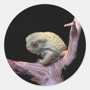Sticker Rond Grenouille de singe cireux