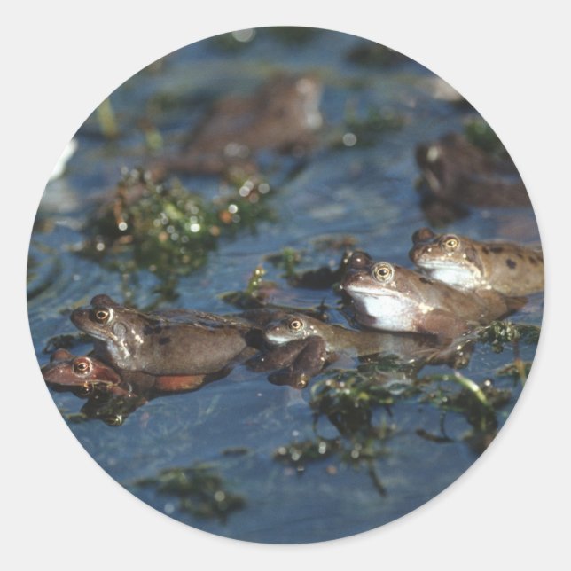 Sticker Rond Grenouille drôle (Devant)