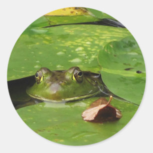 Sticker Rond Grenouille et Lily Pads