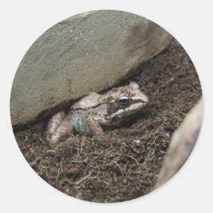 Sticker Rond Grenouille sale