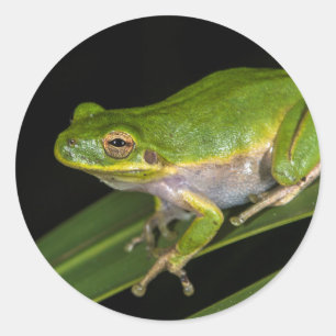 Sticker Rond Grenouille verte (Hyla cinerea) 2