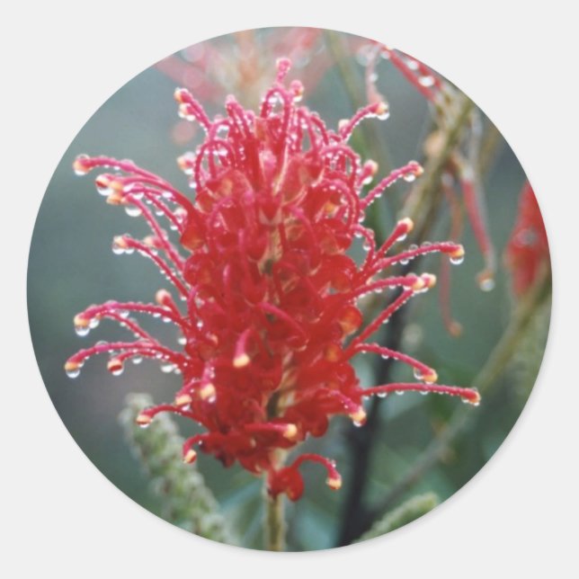 Sticker Rond Grevillea (Devant)
