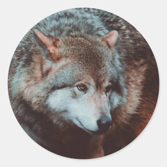 Sticker Rond Grey Wolf looking in the forest (Devant)