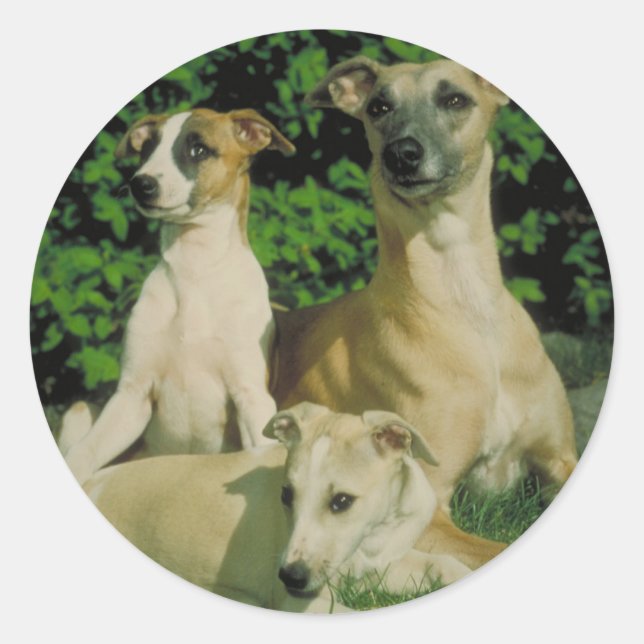 Sticker Rond Greyhound et Puppies (Devant)