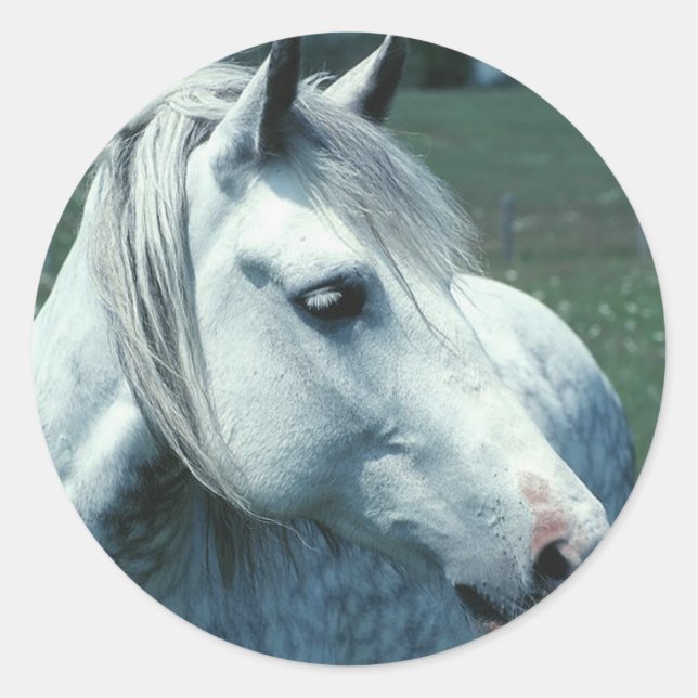 Sticker Rond Gris appâté dans un pâturage fleuri (Devant)