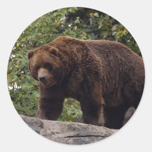 Sticker Rond grizzli-ours-004