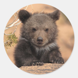 Sticker Rond Grizzly Bear