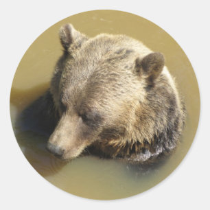 Sticker Rond Grizzly Bear